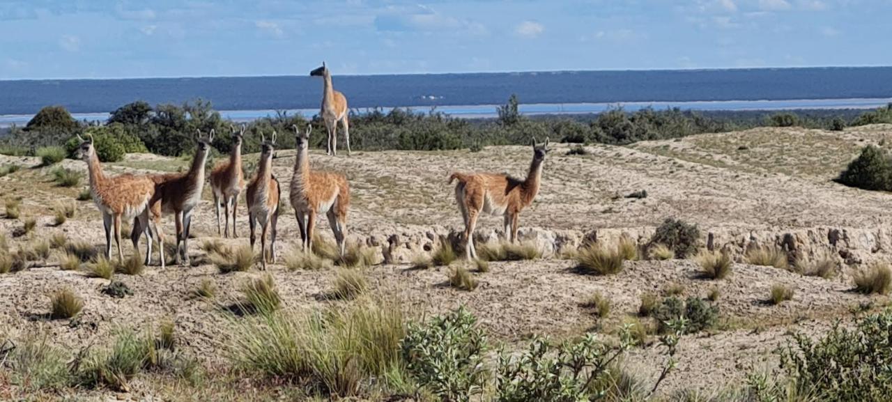 La Elvira Natural Lodge Nature & Wildlife Experience In Peninsula Valdes Punta Delgada Buitenkant foto